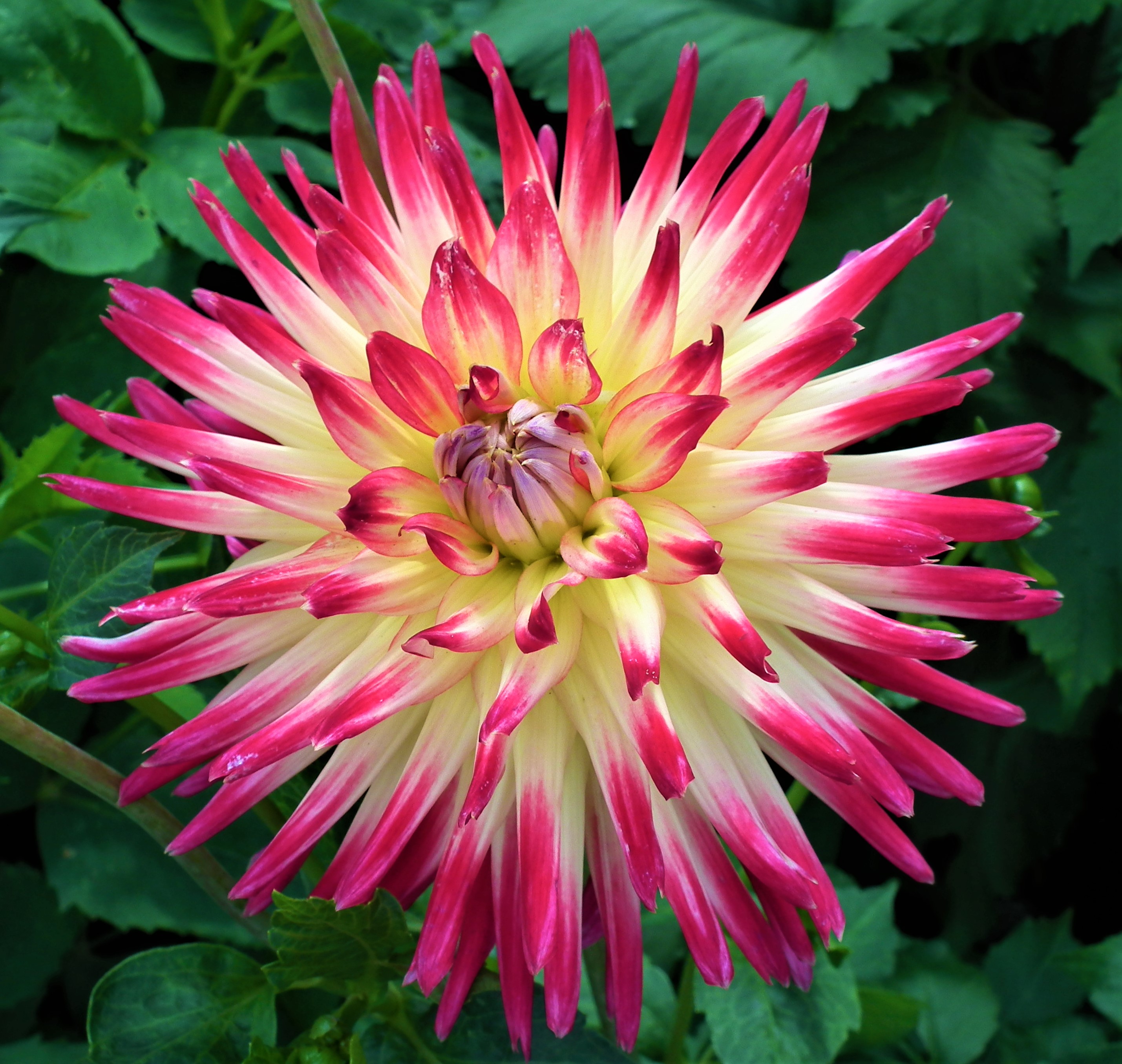 Dahlia Tahiti Sunrise